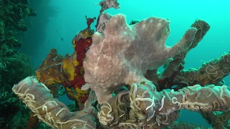 white giant frogfish sitting on grey sponge on tropical coral reef