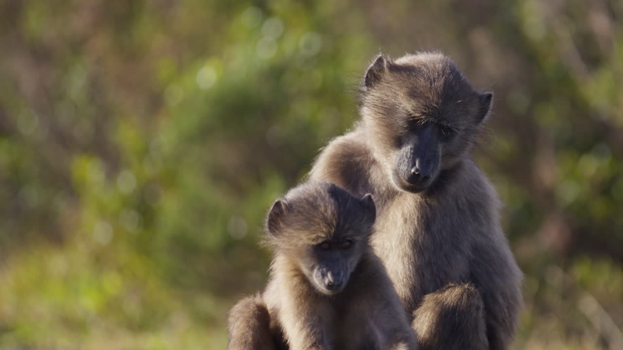 成体の雌チャクマヒヒと幼獣の愛らしい瞬間を正面から捉えた一枚。