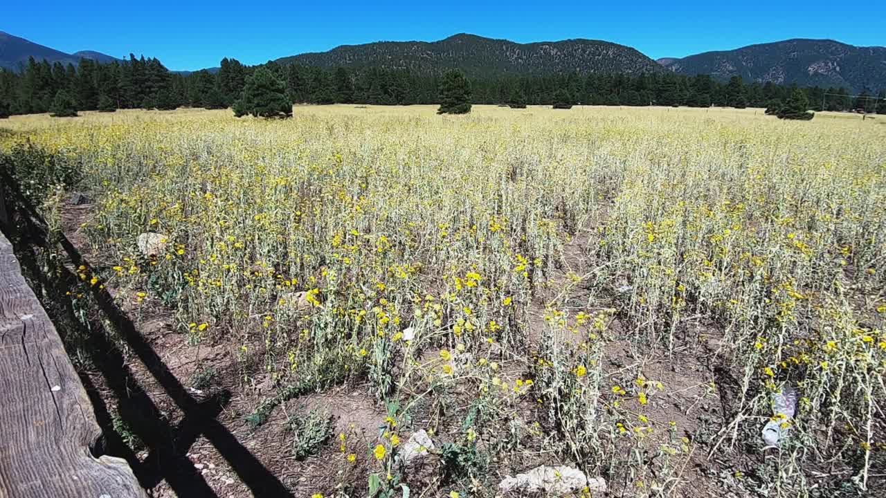un campo interminable de flores silvestres amarillas cerca de flagstaff, arizona