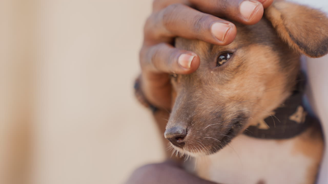 Adorable puppy under sunlight. Warm sunlight illuminates affectionate puppy receiving gentle head pats. Charming puppy with sandy nose and bright eyes enjoying kind volunteer attention in shelter