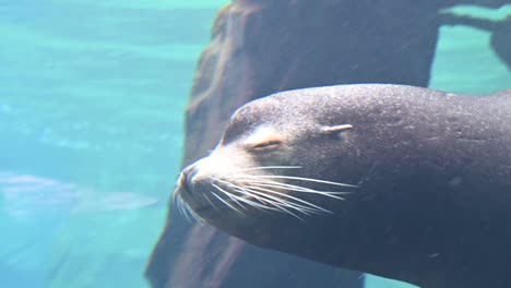 león marino respirando y nadando bajo el agua enroscando bigotes
