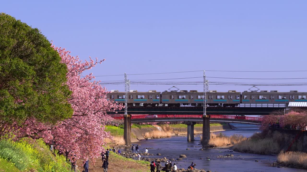 Typical scenery in Japan at riverbank with train running and cherry blossoms