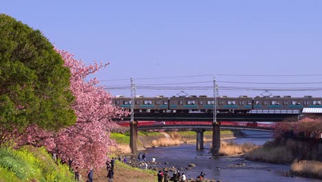 Typical-scenery-in-Japan-at-riverbank-with-train-running-and-cherry-blossoms