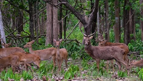 Der-Eldhirsch-Ist-Aufgrund-Von-Lebensraumverlust-Und-Jagd-Eine-Vom-Aussterben-Bedrohte-Art