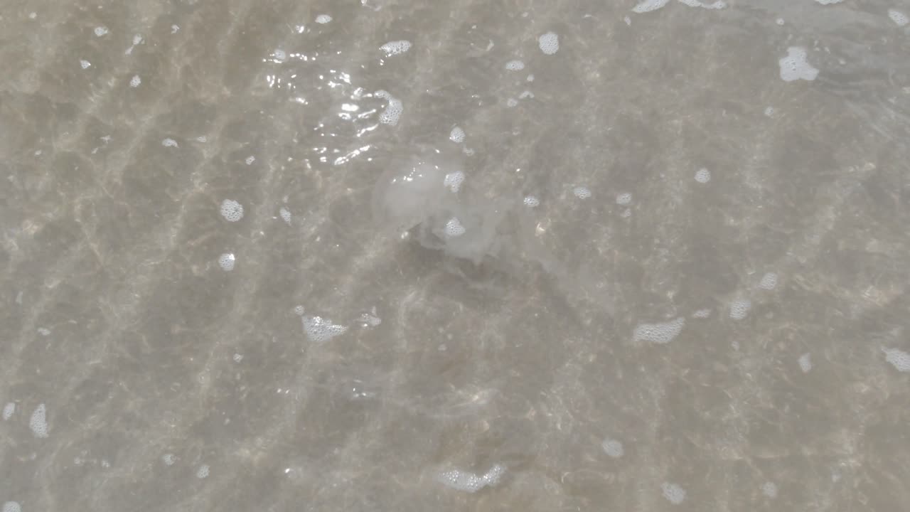 Compass jellyfish drifting in shallow warm clear Welsh sparkling ocean tide