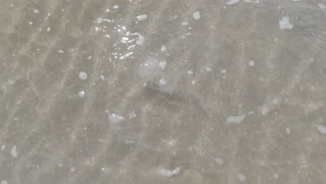 compass jellyfish drifting in shallow warm clear welsh sparkling ocean tide