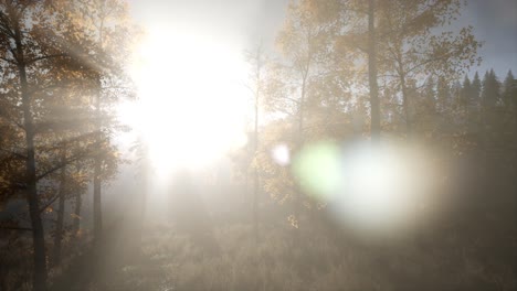 rayos de sol a través de los árboles