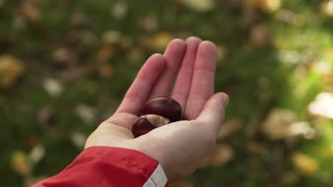 Person-holding-a-couple-of-chestnuts-in-the-hand-in-autumn