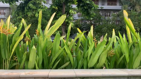 natural hedge in the apartment yard, swaying by the wind