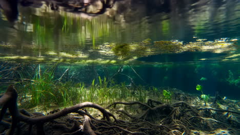 underwater view of submerged tree roots and lush aquatic plants in clear water