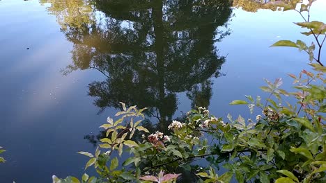 Blick-Auf-Eine-Baumreflexion-In-Einem-Teich-Im-Retiro-Park,-Madrid