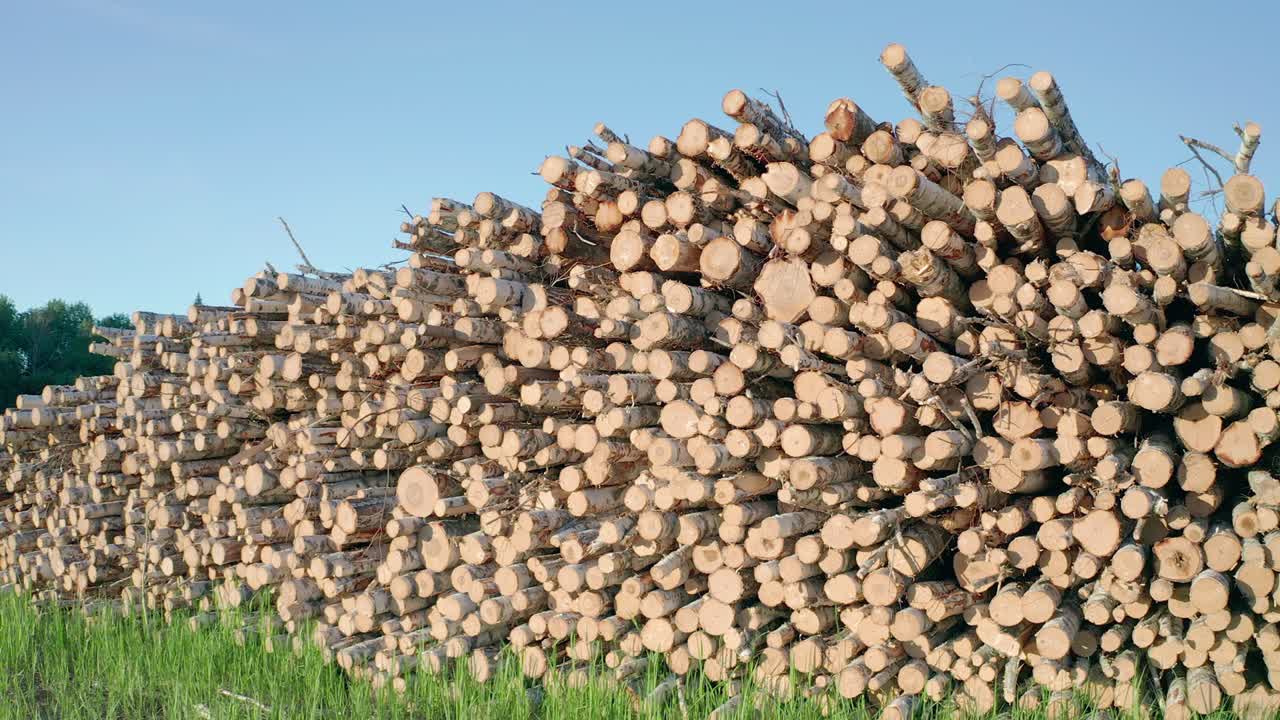 숲 속 의 초록 잔디 에 있는 버드 나무 의 어진 줄기 들