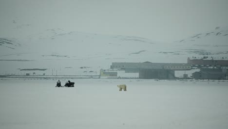 a mother polar bear wanders across an icy landscape in svalbard