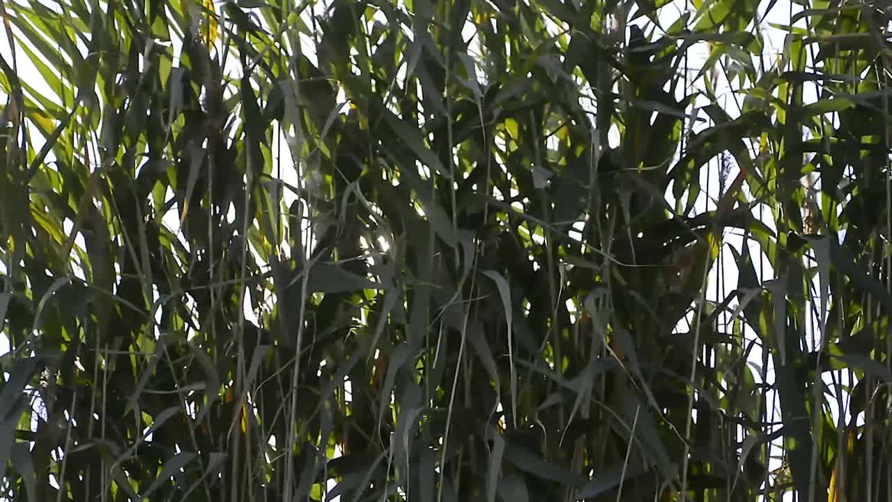 el sol detrás de la hierba