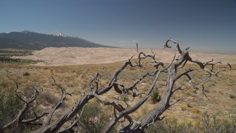 Rugged-Pinyon-juniper-tree-overlooking-Great-Sand-Dunes-National-Park