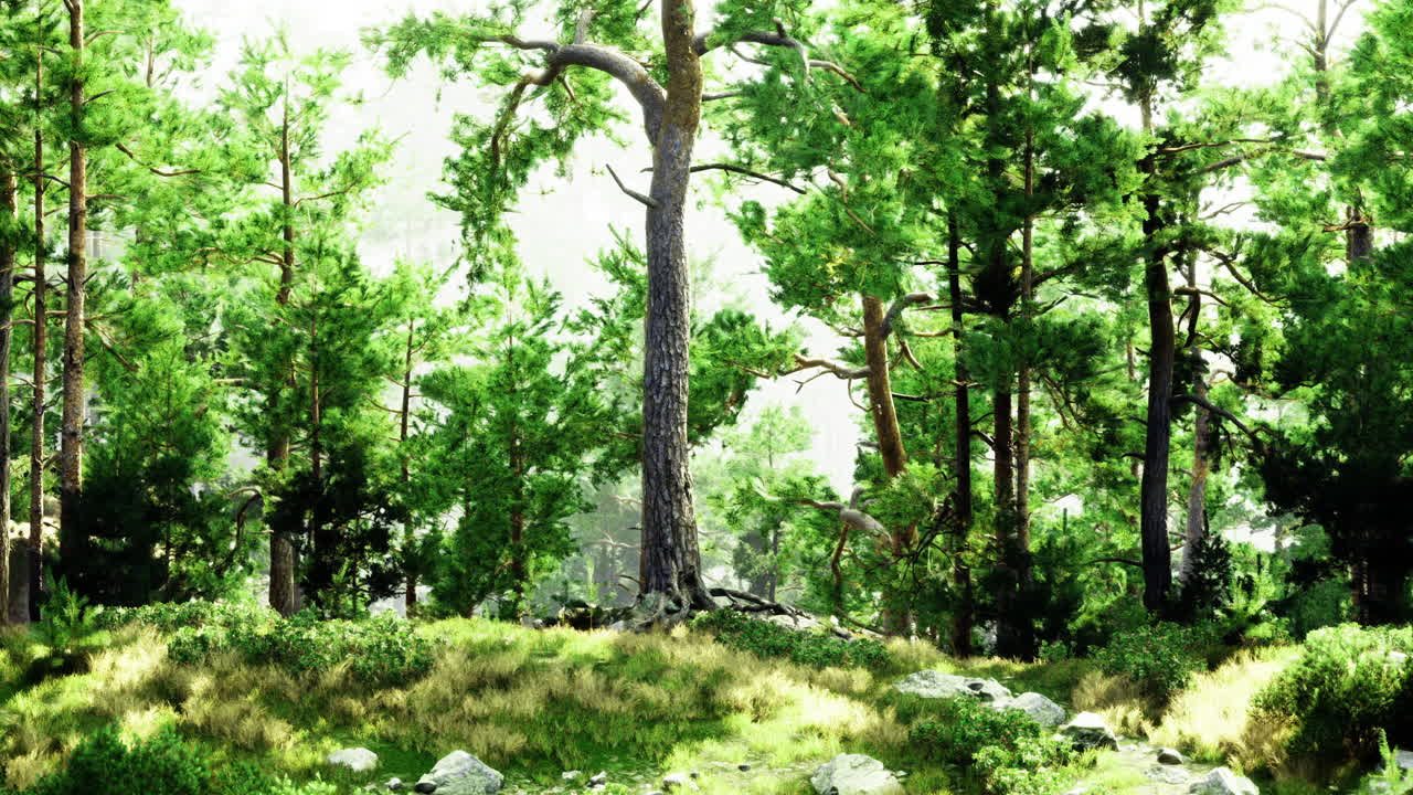 Vibrant forest full of lush greenery and towering trees in daylight