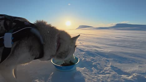 husky dog eats kibble food as midnight sun sets on golden blowing snow