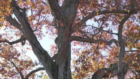 beautiful leaves falling off of large tree at sunset slow motion pan