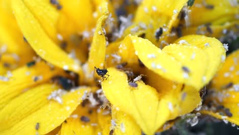 close up of aphids on a yellow flower