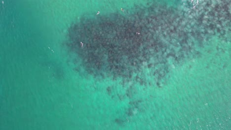 overhead view of surfers floating in the clear water with rocky seabed