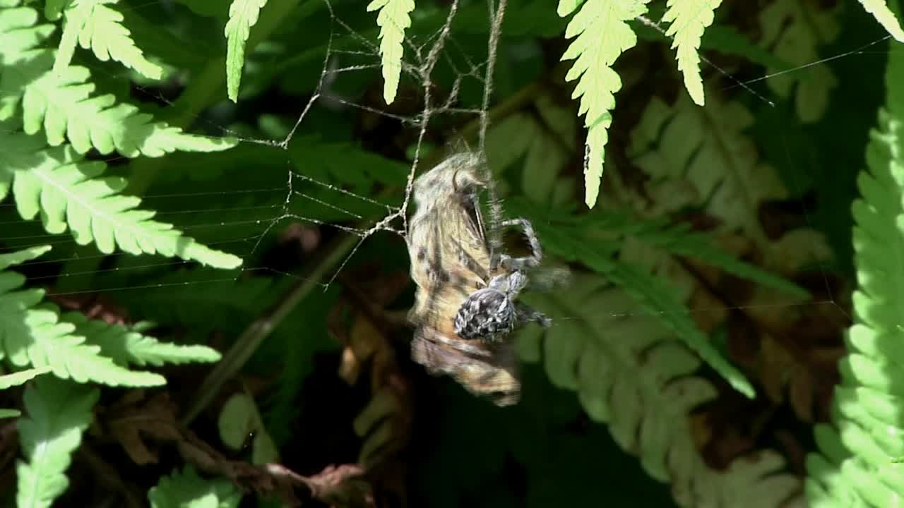 una araña de jardín envolviendo una mariposa en su tela