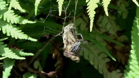 a garden spider wrapping a butterfly in its web