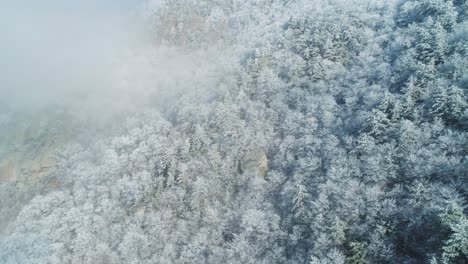 winter mountain forest covered in snow and fog