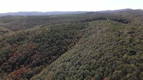 Forest Nature Aerial View 3
