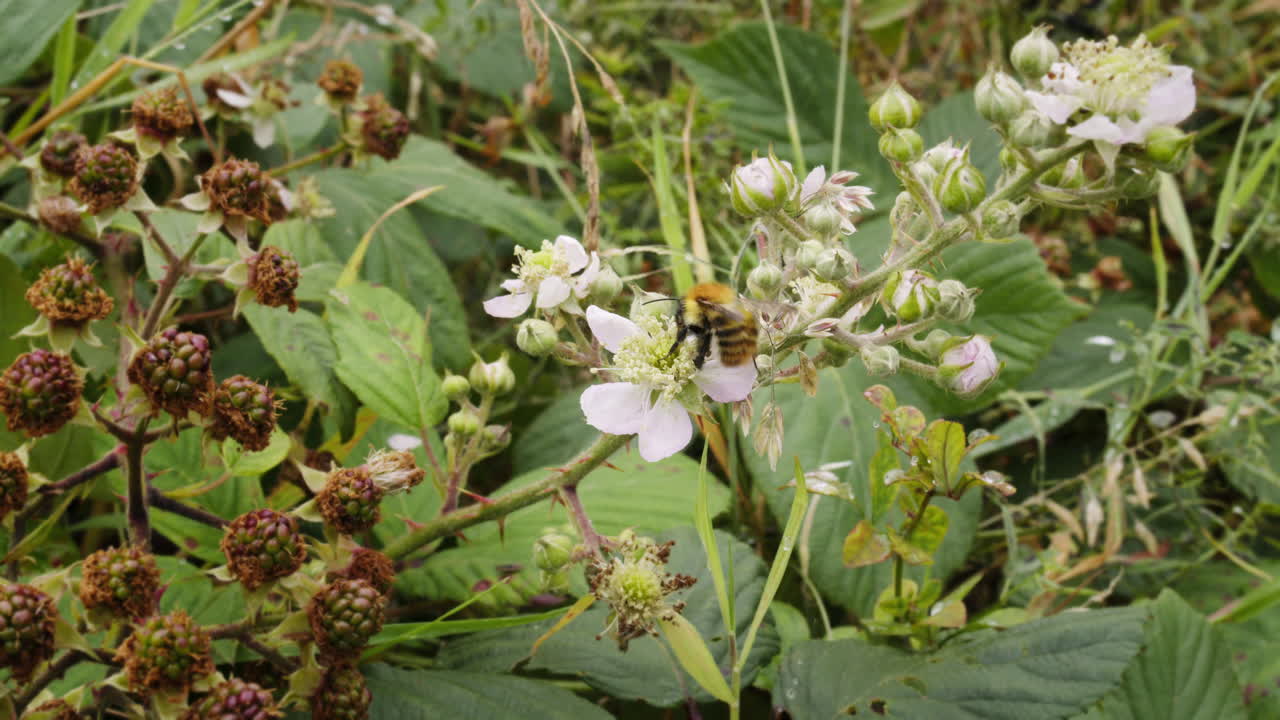 Bee flying onto blackberry flower in meadow in late summer