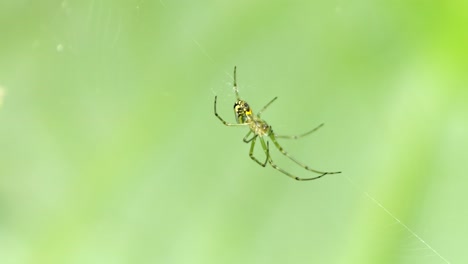 orchard orb-weaver spider meticulously weaving intricate web close-up