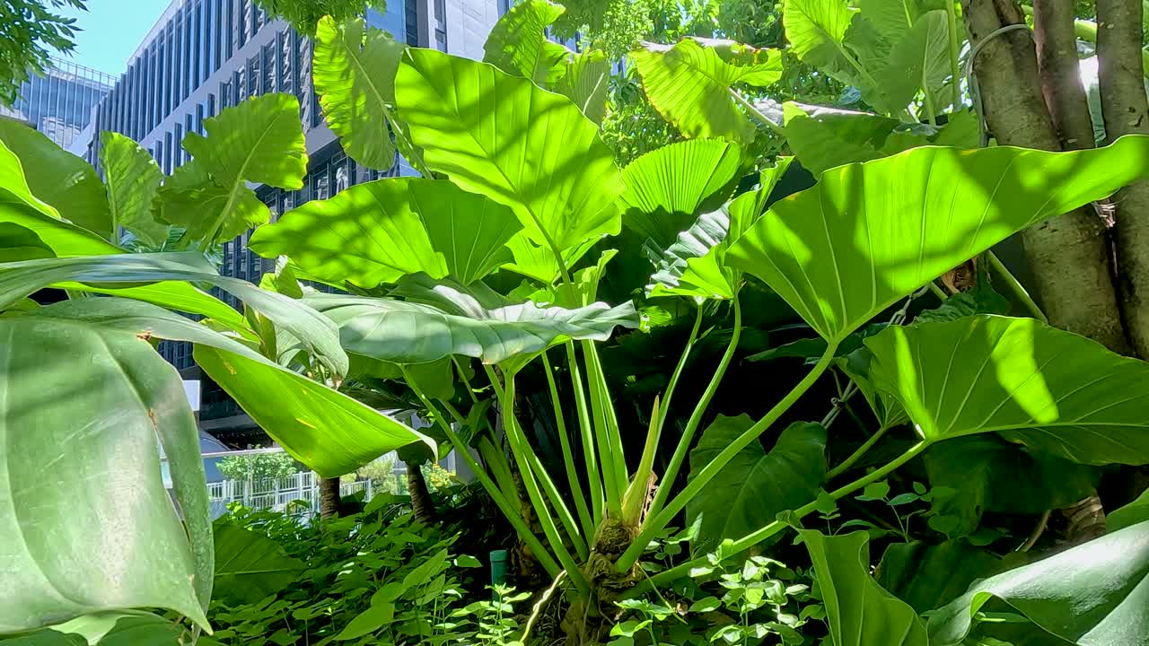 Vibrant green plants thrive amidst urban architecture in Bangkok, captured with dynamic lighting and natural composition