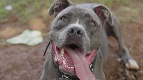 grauer pitbull-hund, der in die kamera schaut, seufzt und saugt mit ausgehängter zunge, 4k-slowmotion