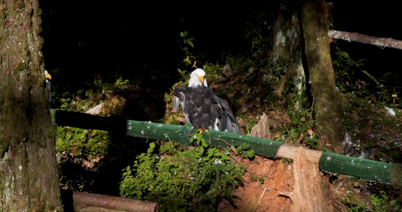 Bald eagle drying its wings in the sun, Sitka, Alaska.