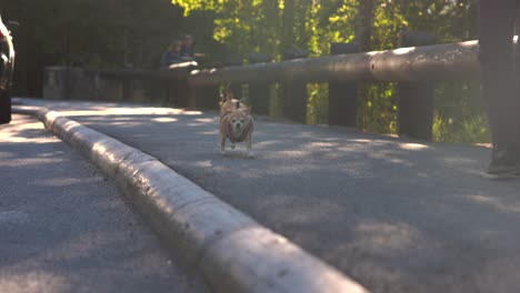 running chihuahua on a leash on a sunny afternoon