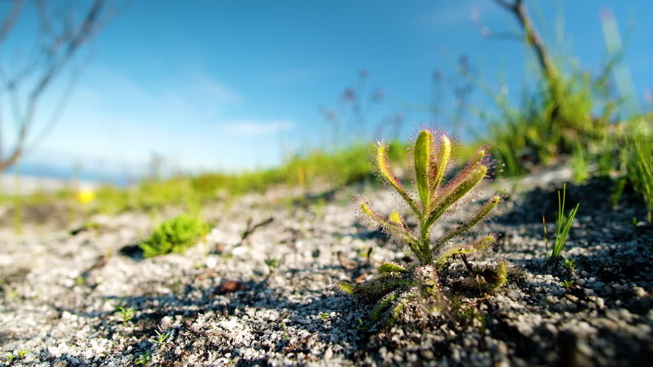 planta carnívora drosera que crece en suelos arenosos, reserva natural fernkloof, hermanus, sudáfrica