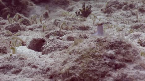 jawfish peeping out