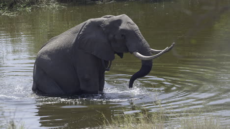 african elephant   sitting down in water