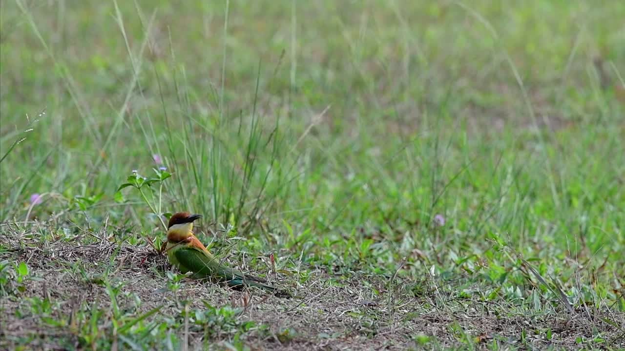 el abejaruco de cabeza castaña excava un nido en un alto montículo de hierba en un lugar específico donde abundan las abejas y otros insectos