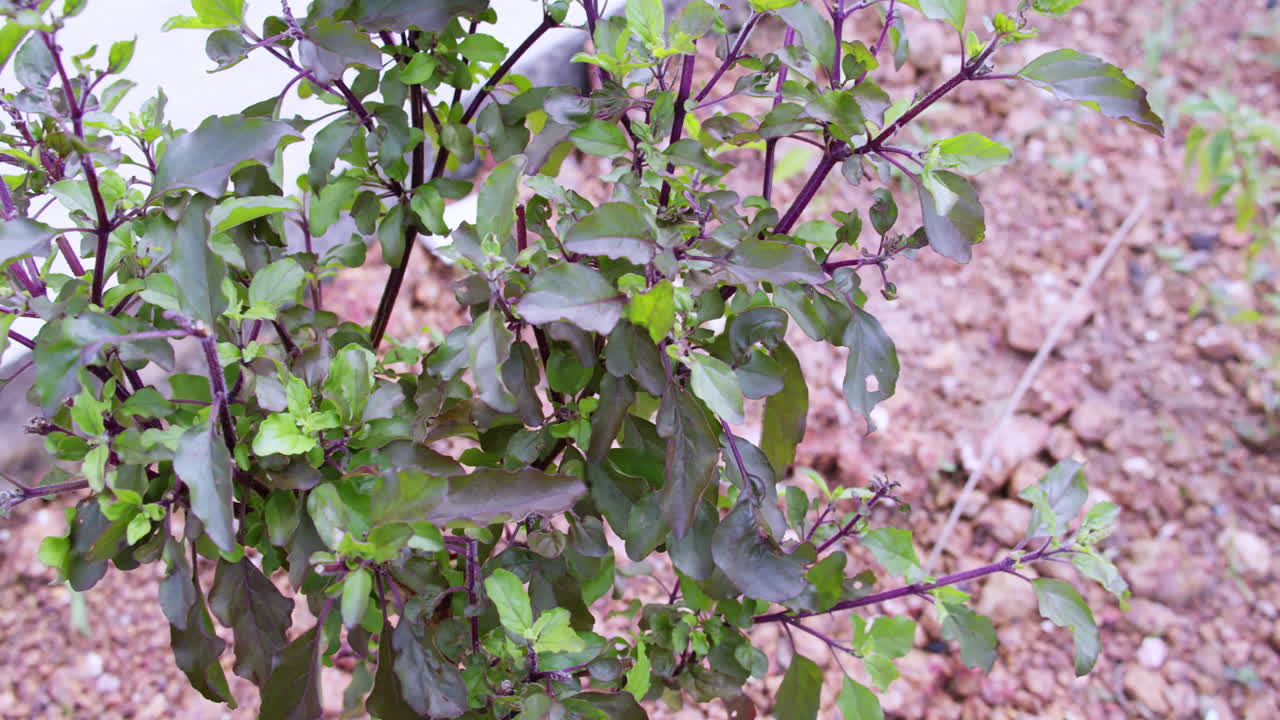 Explore vibrant growth of Tulsi plants in a serene garden setting