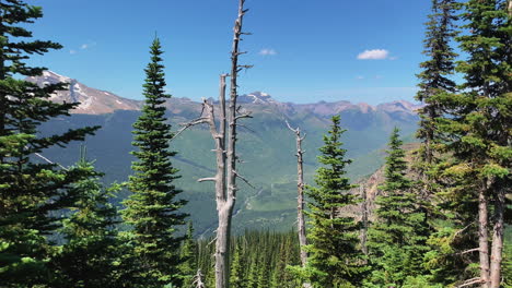 Die-Kamera-Schwenkt-über-Die-Bäume,-Die-Im-Hügeligen-Wald-Des-Logan-Passes-Wachsen