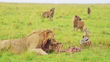 slow motion shot of male lion feeding on kill lying down while hyenas and jackals wait patiently in the lush maasai mara landscape, african wildlife in kenya, africa safari animals in masai mara