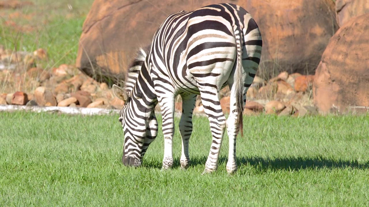 Una zebra delle pianure pascola su erba verde lussureggiante sotto la luce solare intensa in un recinto roccioso
