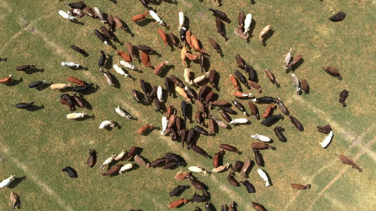 DRONE: TOP-DOWN VIEW OF CATTLE AT A FIELD WALKING