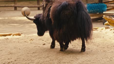 two domestic yaks wildlife animals in the zoo, close-up view, digital film look
