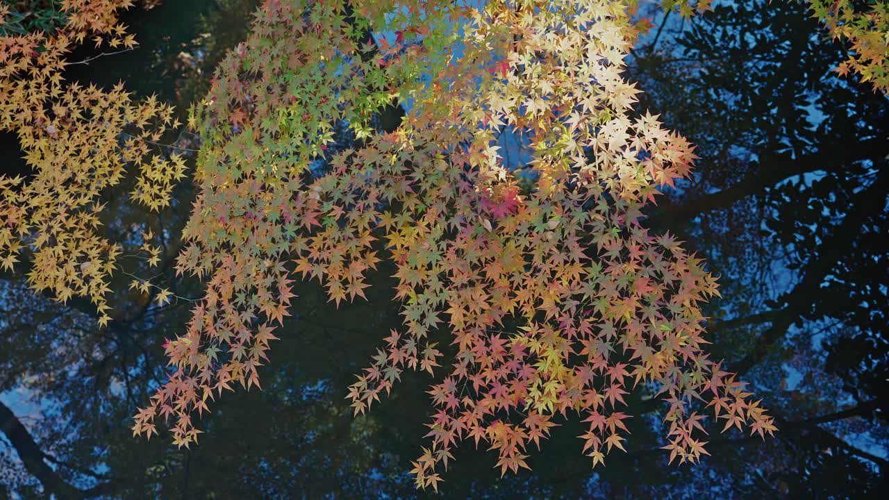A mesmerizing evening view of yellow maple foliage illuminated like stars against a deep indigo pond in Rikugien Garden. Capturing Tokyo's magic