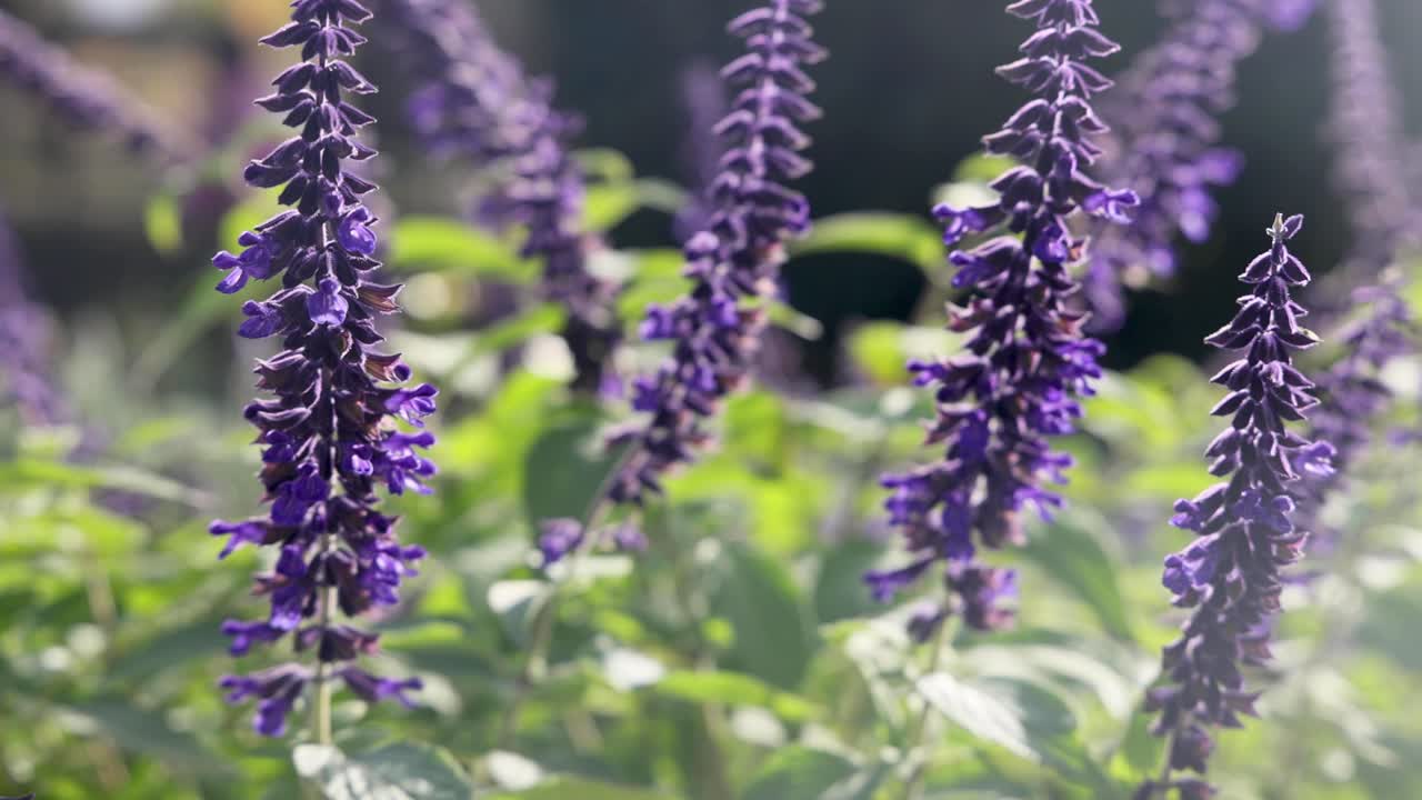 Close-up of purple flowers swaying in sunlight