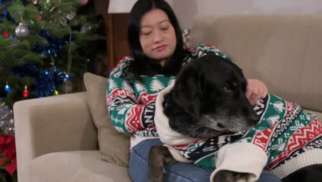 cuddled up on the couch, an asian woman and her senior black labrador dog celebrate the festive season in style with matching christmas sweaters