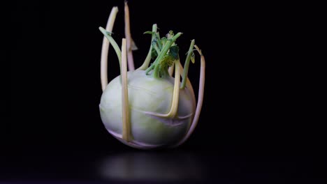 el kohlrabi gira contra un fondo negro