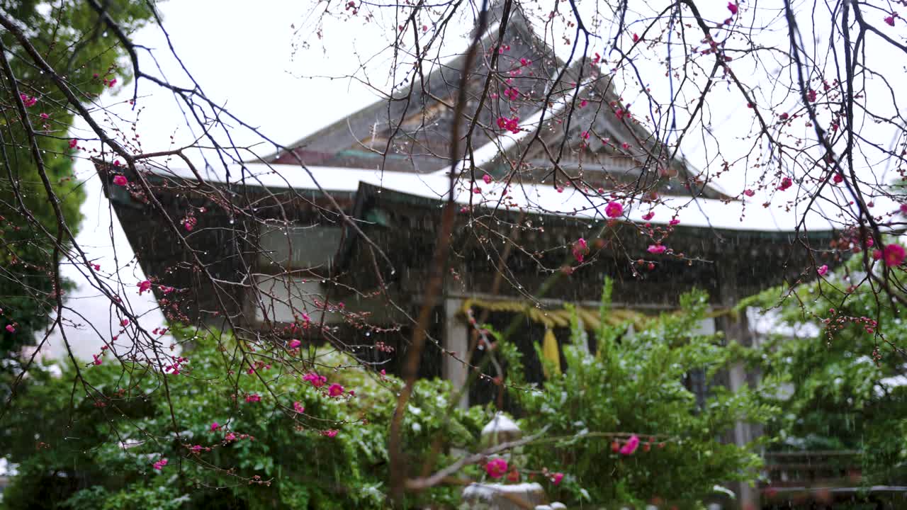 Japon Tapınağı, pembe çiçekler ve yeşil bahçe üzerine düşen bahar karı, Shimane.