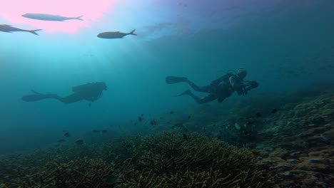 a scuba diver is diving with many fish on top of a coral reef